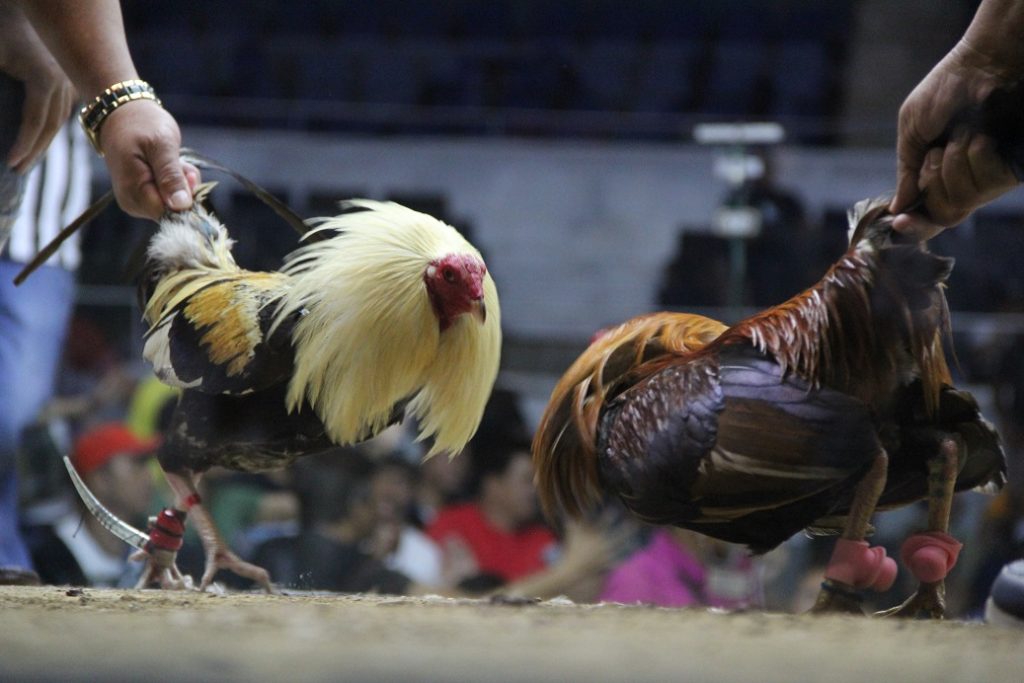 Judi Ayam Terpopuler Tips Merawat Ayam Broiler Yang Benar