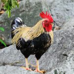 Manfaat Buah Bit Untuk Ayam Aduan