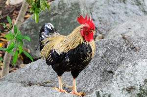 Manfaat Buah Bit Untuk Ayam Aduan