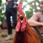 Bagian Tubuh Ayam Yang Miliki Kekuatan