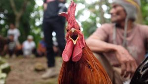 Bagian Tubuh Ayam Yang Miliki Kekuatan