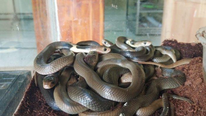 14 Anak King Kobra Dievakuasi dari Perumahan Bekasi, 8 Ekor Masih Diburu